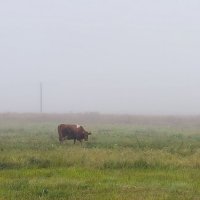 Туман окутал все вокруг. :: Ольга 