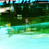 Фонтан закрыт :: Юрий Гайворонскiий