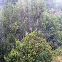 Летний дождь. :: Владимир Драгунский