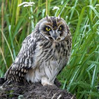 сова болотная - слеток. :: юрий макаров