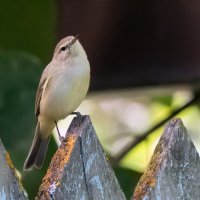 Пеночка :: Владимир Безбородов