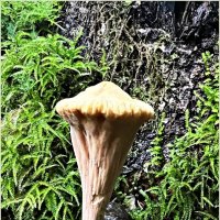 Клавариадельфус пестиковый. :: Валерия Комова