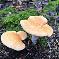 Ежовики. :: Валерия Комова