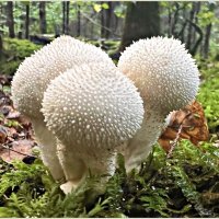 Дождевики. :: Валерия Комова