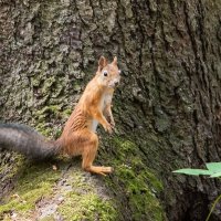 Белочка. :: Виктор Евстратов Белочка. :: Виктор Евстратов