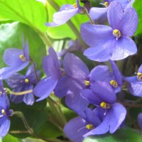 Фиалка :: Елена Семигина