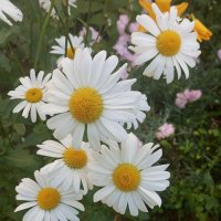 Ромашки напоминают лето :: Елена Семигина