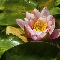 Розовая лилия :: Валентин Семчишин Розовая лилия :: Валентин Семчишин