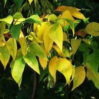 Сентябрьские зарисовки :: Рита Симонова