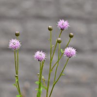 Бодяк полевой :: Светлана 