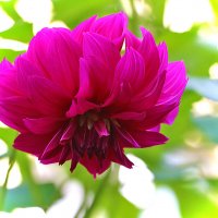 Георгинчик, что невесел, что головушку повесил?.. :: Светлана Георгинчик, что невесел, что головушку повесил?.. :: Светлана