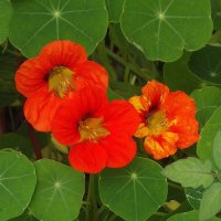 Настурции :: Freddy 97 Настурции :: Freddy 97