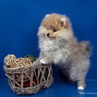 Красавчик :: Светлана Ищенко