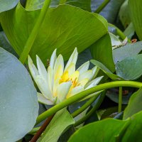 Цветочный этюд на болоте :: Юрий Яловенко Цветочный этюд на болоте :: Юрий Яловенко