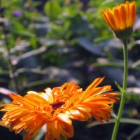 Календула :: ирина 