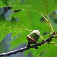 приметы осени :: Олег Лукьянов