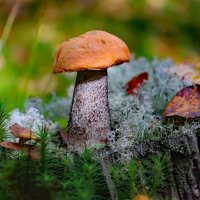 Подосиновик :: краснов юрий 