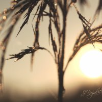 *** :: Елена Kазак (selena1965)