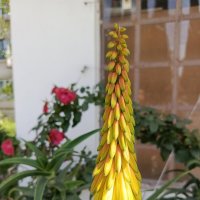 Чудо Кавказа :: Татьяна Пальчикова