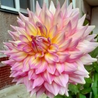 Георгин . :: Мила Бовкун