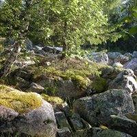 Дебри лесные :: Наталья Лунева 