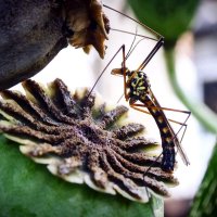 Ценитель... :: Владимир Шошин Ценитель... :: Владимир Шошин