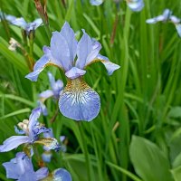 Ирисы. :: Лилия *