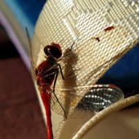 Стрекоза :: светлана льдокова