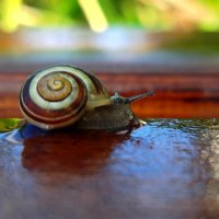 Улитка :: светлана льдокова