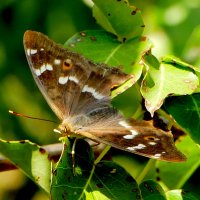 из сегодняшней съёмки 2 :: Александр Прокудин из сегодняшней съёмки 2 :: Александр Прокудин