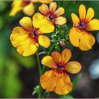 Сентябрьские цветы :: Aquarius - Сергей Сентябрьские цветы :: Aquarius - Сергей