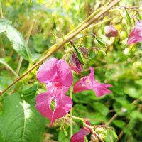 Недотрога :: Сапсан 