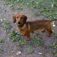 Такса заинтересовалась... Позирует...)) :: Игорь Тельцов