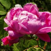 Роза сентября. :: Милешкин Владимир Алексеевич 