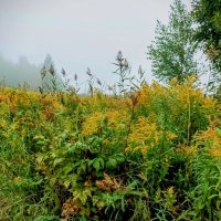 Туманный день :: Veera V