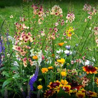 они на радость нам даны :: Олег Лукьянов они на радость нам даны :: Олег Лукьянов