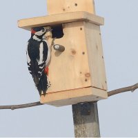 Новосел :: Михаил Белоусов