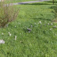 Набрёл на поляну с грибами :: Валерий Иванович