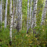 Лесной хоровод берёзок :: Татьяна Лютаева