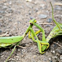 битва :: Oksana Verkhoglyad