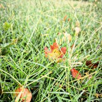 *** :: Oksana Verkhoglyad