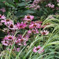 Эхинацея пурпурная :: Рита Симонова