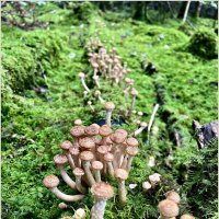 Пошли опята. :: Валерия Комова