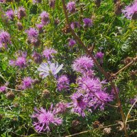 дикие травы... :: Галина Флора дикие травы... :: Галина Флора