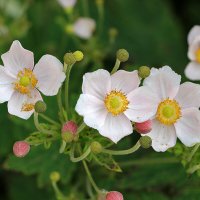 Ветреница японская :: Светлана Ветреница японская :: Светлана