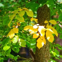 Приметы осени :: Светлана 