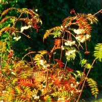 Маленькая рябиновая принцесса-рябина Кёне :: Aida10 Маленькая рябиновая принцесса-рябина Кёне :: Aida10