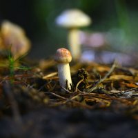 Бесстыдник :: Геннадий Супрун