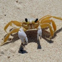 ЛУПОГЛАЗЫЙ. :: Андрей Андреев Андреев