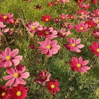 Космея :: Татьяна Тюменка